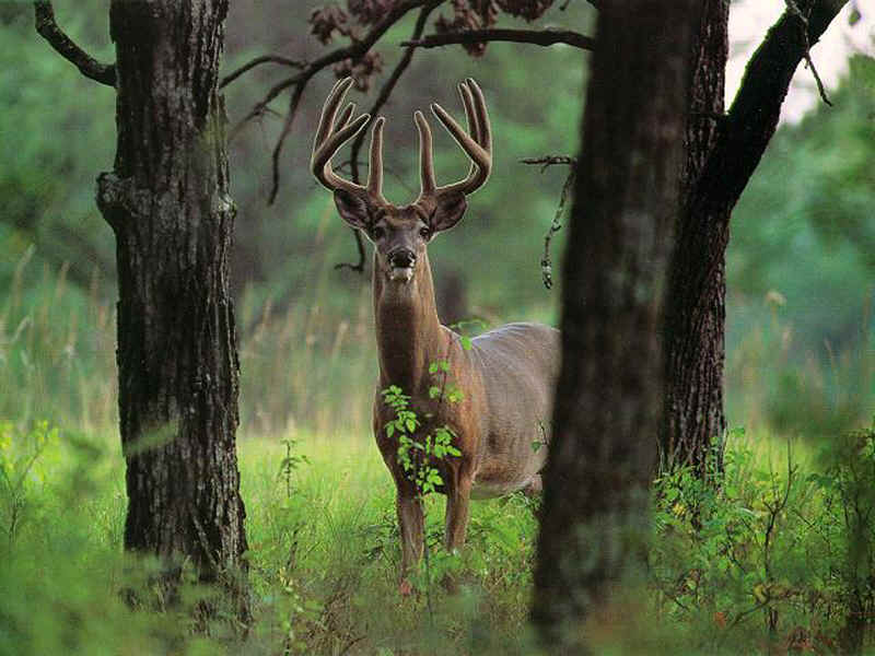 deer280.BMP (1440056 bytes)